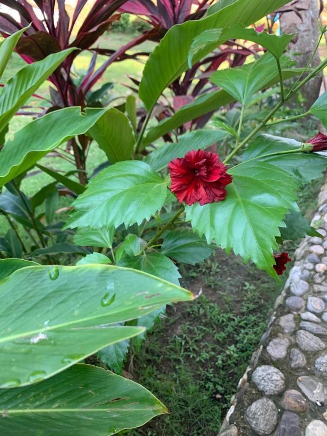 Ecohostal Palmares Del Rio Guachaca ภายนอก รูปภาพ