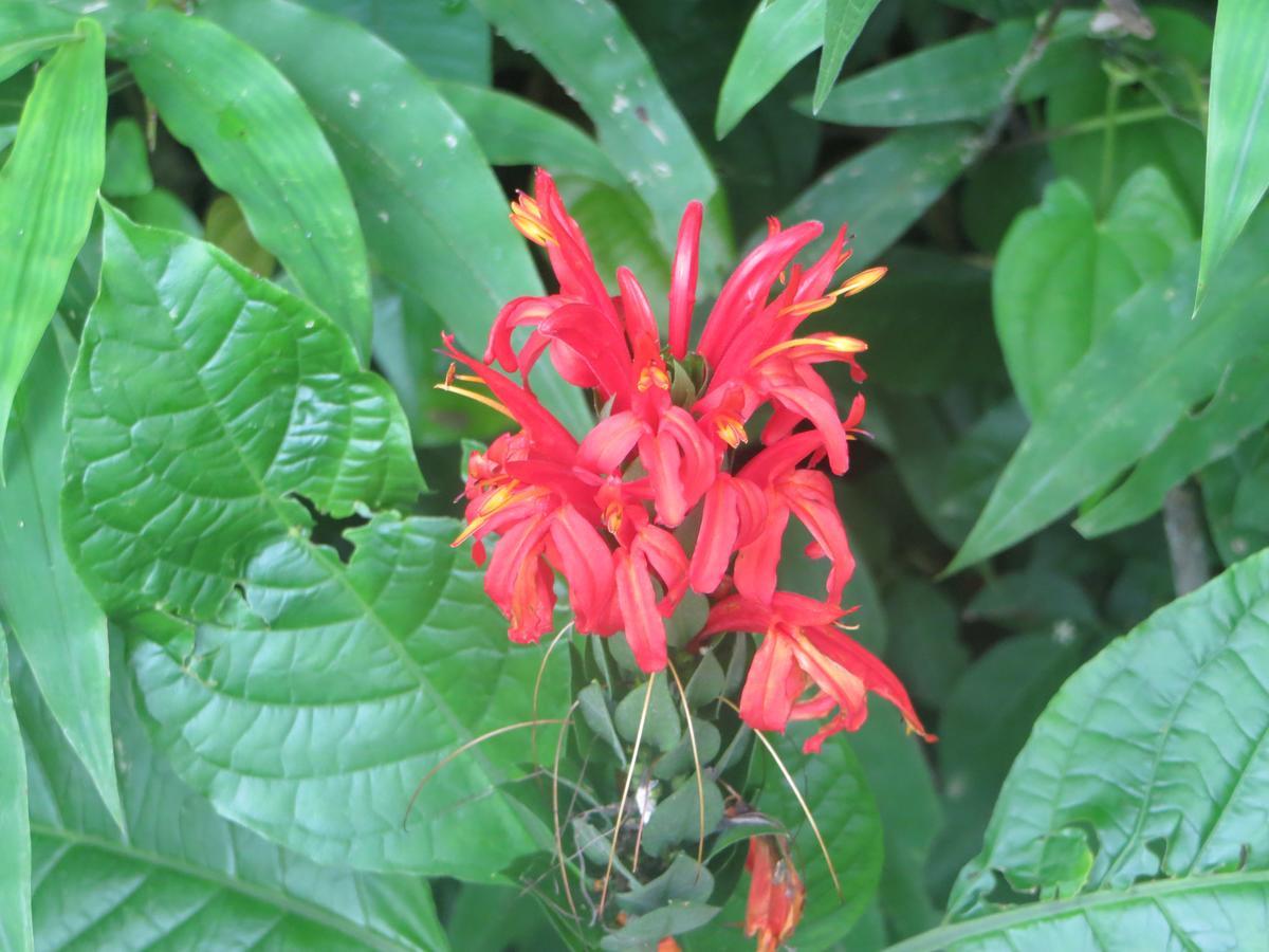 Ecohostal Palmares Del Rio Guachaca ภายนอก รูปภาพ
